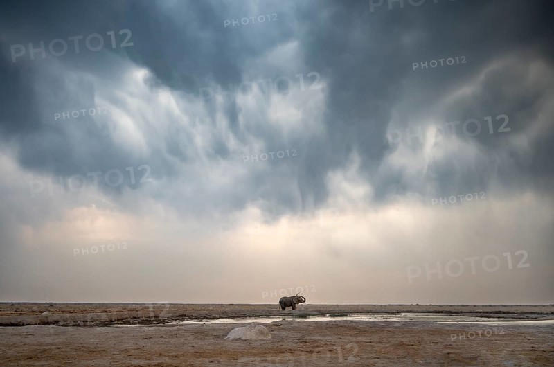 Lone solitary African elephant (Loxodonta africana), splashing water at a waterhole, dramatic cloudy sky, thunderclouds, minimalism, Nxai Pan National Park, Botswana, Africa