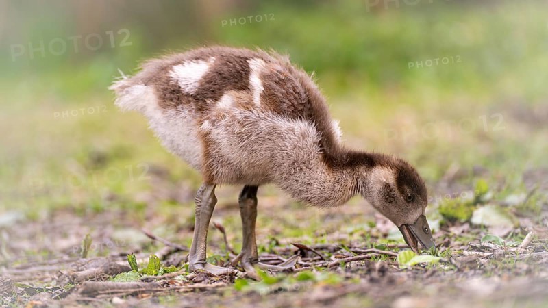 Nile goose chicks (Alopochen aegyptiaca) running through grass and branches, foraging, feeding from the ground, profile view, close-up, background blurred green, Rombergpark, Dortmund, North Rhine-Westphalia, Germany, Europe