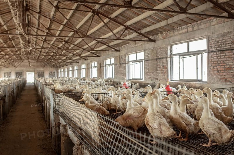 Ducks ready for slaughter at the duck breeding station Jiang Su Xiang Gui Breeding Co. Ltd, Xiang Shui County, China, Asia