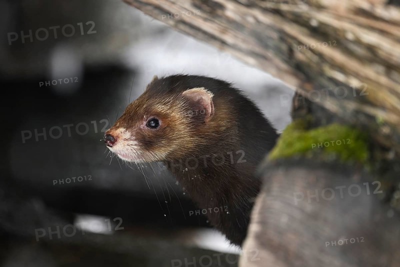European polecat (Mustela putorius) or forest polecat, standing on woodpile, captive, Switzerland, Europe
