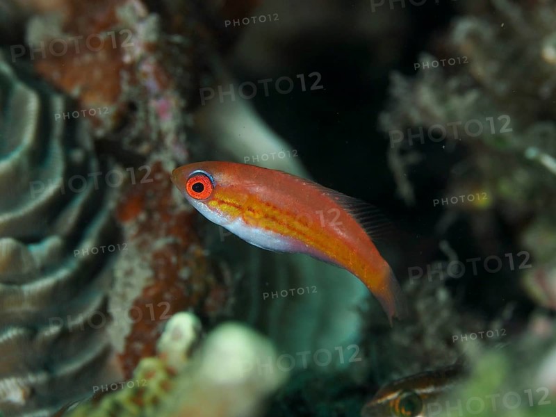 Small, red and white female fish, flag damselfish (Paracheilinus filamentosus), swimming near colourful corals, dive site Spice Reef, Penyapangan, Bali, Indonesia, Asia