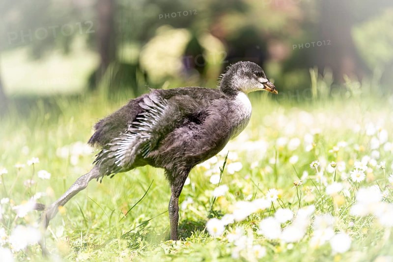 Eurasian Coot chick (Fulica atra) standing in a meadow, profile view, looking to the right, stretching one leg backwards, close-up, surrounded by daisies, background blurred, tree trunks recognisable, Dortmund, North Rhine-Westphalia, Germany, Europe