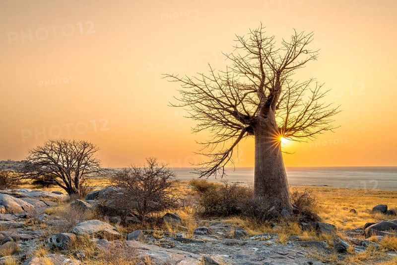 African baobab or baobab tree (Adansonia digitata), at sunrise, sun star, Kubu Island (Lekubu), Sowa Pan, Makgadikgadi salt pans, Botswana, Africa