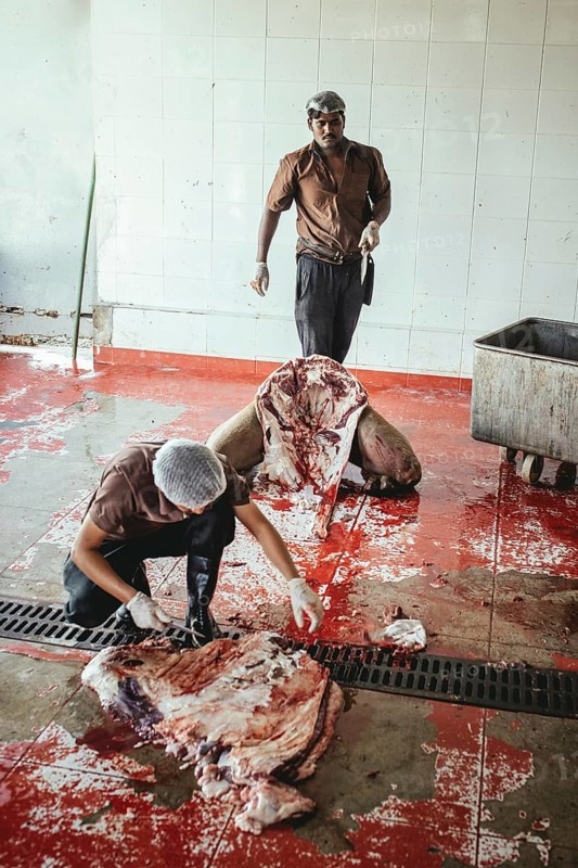 Cutting up a slaughtered dromedary (camelus dromedarius), camel slaughter, Salalah slaughterhouse, Dhofar, Oman, Asia