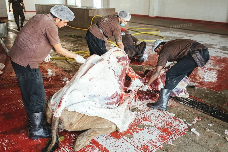 Cutting up a slaughtered dromedary (camelus dromedarius), camel slaughter, Salalah slaughterhouse, Dhofar, Oman, Asia
