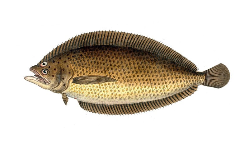 Fish, Fishes, Citharus linguatula, Large-scaled plaice, the spotted flounder or Atlantic spotted flounder, Historical, digitally restored reproduction from a 19th century original, Record date not stated