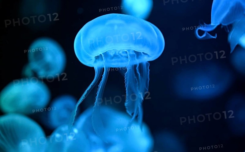 Moon jellyfish (Aurelia aurita) in a tank of the Bang Saen Aquarium, Chonburi Province, Thailand, Asia
