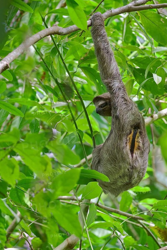 Three-fingered sloth male (Bradypus tridactylus) Costa Rica