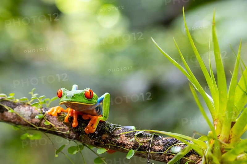 Red-eyed tree frog (Agalychnis callidryas), frogs (Rana), Alajuela, Costa Rica, Central America