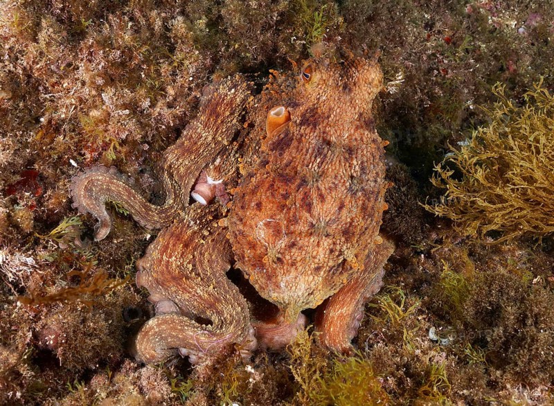 Octopus, Common Octopus (Octopus vulgaris), camouflaging itself on a rock in the sea, dive site Cap de Creus Marine Reserve, Rosas, Costa Brava, Spain, Mediterranean Sea, Europe