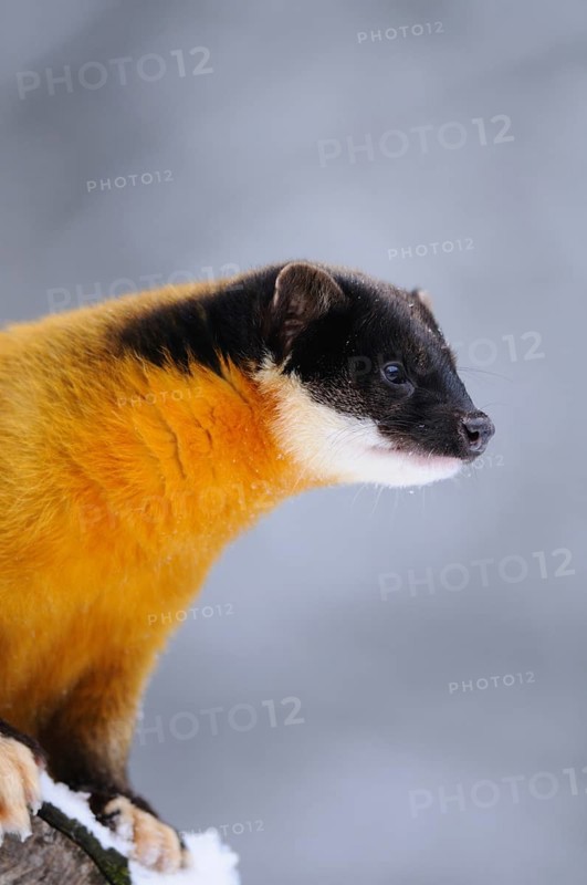 Marten with yellow fur in a wintry environment, coloured marten (Martes flavigula), captive, Germany, Europe