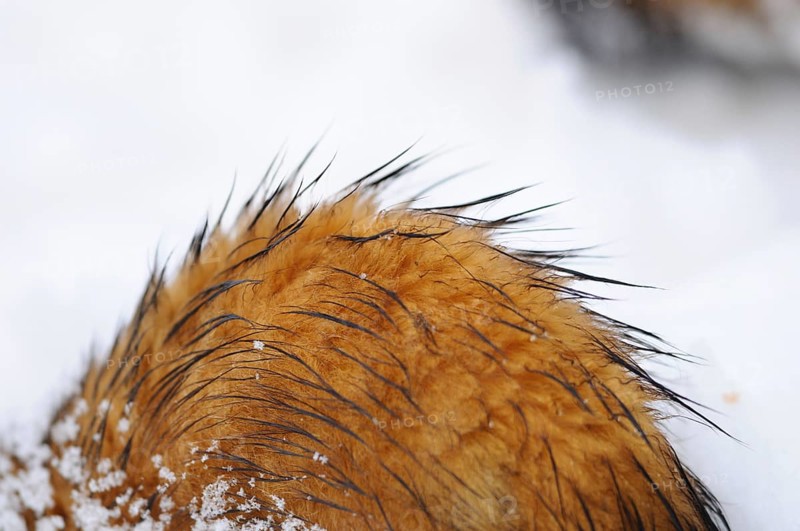 Red animal hair under snowflakes and water droplets in a wintry landscape, ferret (Mustela putorius), Germany, Europe