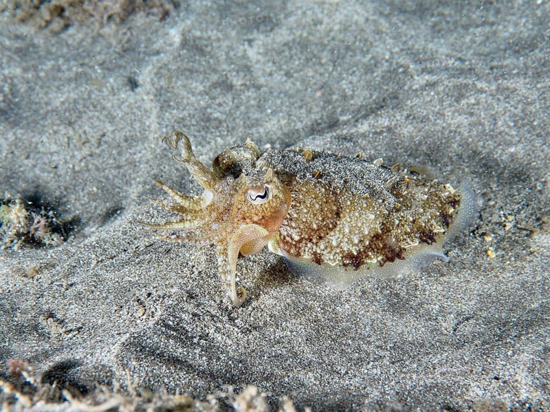 Juvenile Common cuttlefish (Sepia officinalis) moving over sandy seabed, Playa dive site, Los Cristianos, Tenerife, Canary Islands, Spain, Europe