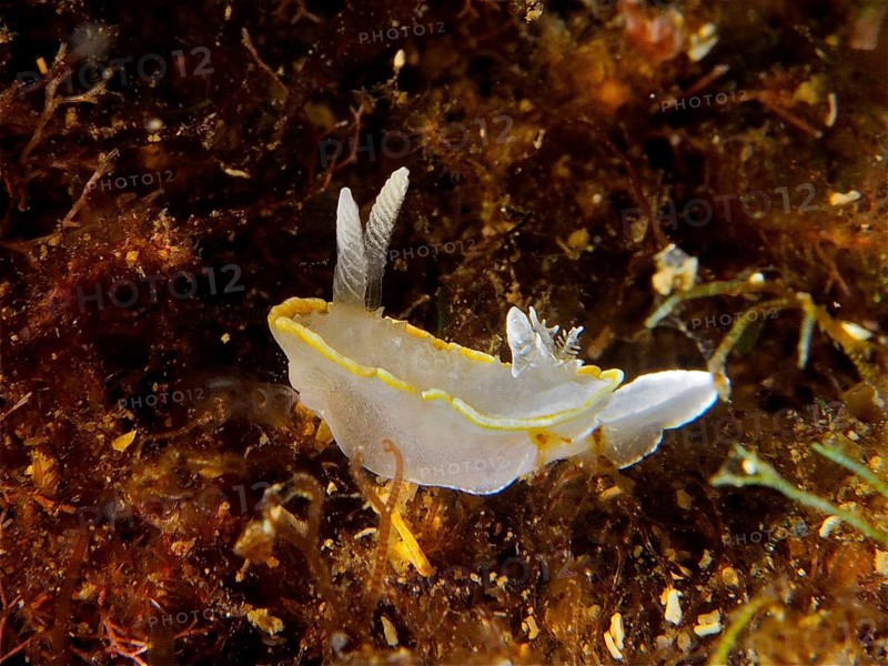 White nudibranch with yellow details, white-yellow doris (Diaphorodoris luteocincta), among underwater plants, dive site Cap de Creus Marine Reserve, Rosas, Costa Brava, Spain, Mediterranean Sea, Europe