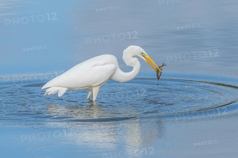 Large Egret (Ardea alba) holding a common perch (Perca fluviatilis) in its beak. Bas Rhin, Alsace, France, Europe