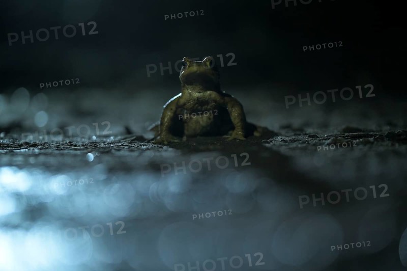 Common toad (Bufo bufo), single male, on the way to spawning waters, evening, toad migration, Bottrop, Ruhr area, North Rhine-Westphalia, Germany, Europe