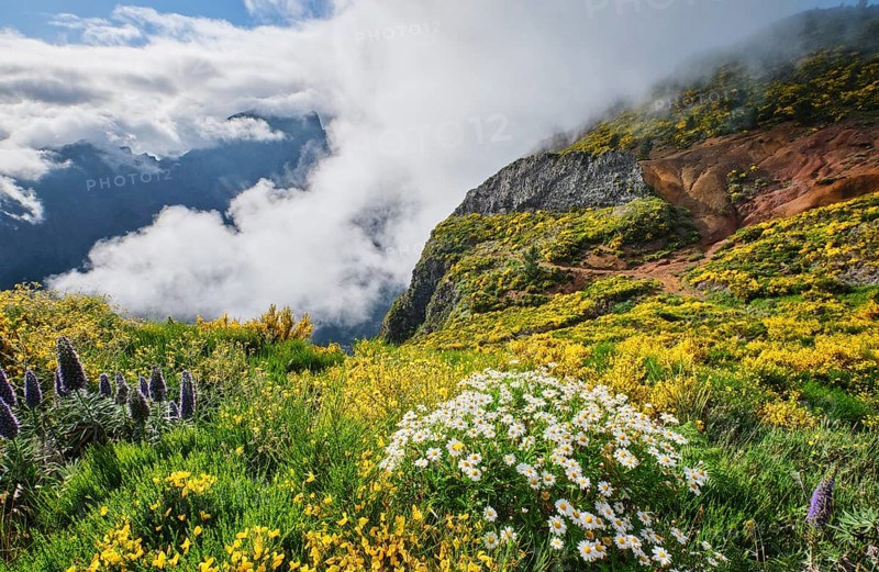Madeira landscape with daisy and Pride of madeira flowers and blooming Cytisus shrubs and mountains in clouds. Miradouros do Paredao, Madeira island, Portugal, Europe