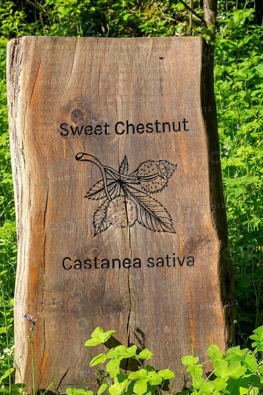 Wooden tree species identification sign for Sweet Chestnut, Castanea Sativa, Dartington Hall gardens, south Devon, England, UK