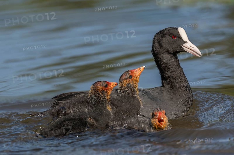 Eurasian burbot (Fulica atra) feeding its chicks. Bas Rhin, Alsace, France, Europe