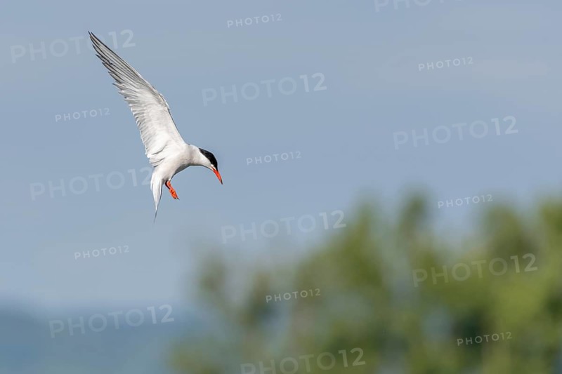 Common tern (Sterna hirundo) hovering over a marsh. Bas Rhin, Alsace, France, Europe