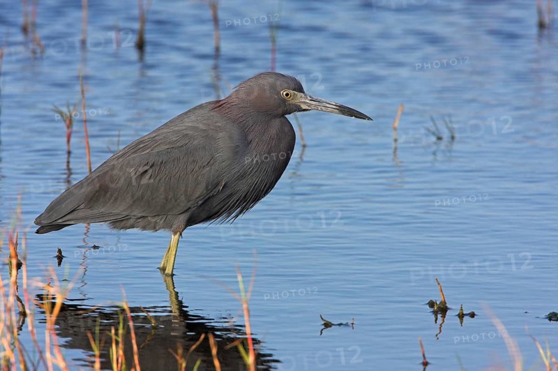 Great Blue Heron, (Egretta caerulea), Black Point Wildlife Drive, Everglades NP, Florida, USA, North America