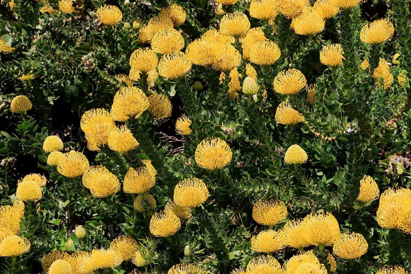Pincushion protea (Leucospermum cordifolium), flower, flowering, silver tree plant, Kirstenbosch Botanical Gardens, Cape Town, South Africa, Africa