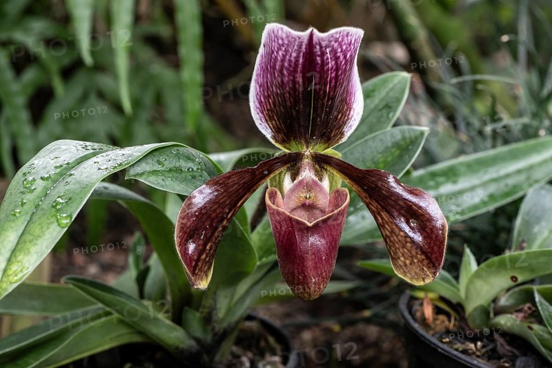 Venus Slipper orchid (Paphiopedilum), Berggarten Hannover, Lower Saxony, Germany, Europe