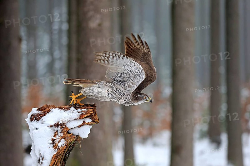 Goshawk (Accipiter gentilis), adult in winter, in the snow, perch, flying away, Zdarske Vrchy, Bohemian-Moravian Highlands, Czech Republic, Europe