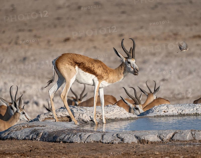 Springbok (Antidorcas marsupialis) at a waterhole, Nebrowni Waterhole, Etosha National Park, Namibia, Africa