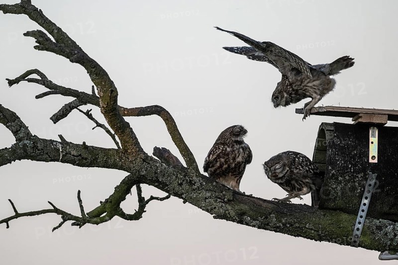 Little owls (Athene noctua), feeding young animals, Emsland, Lower Saxony, Germany, Europe