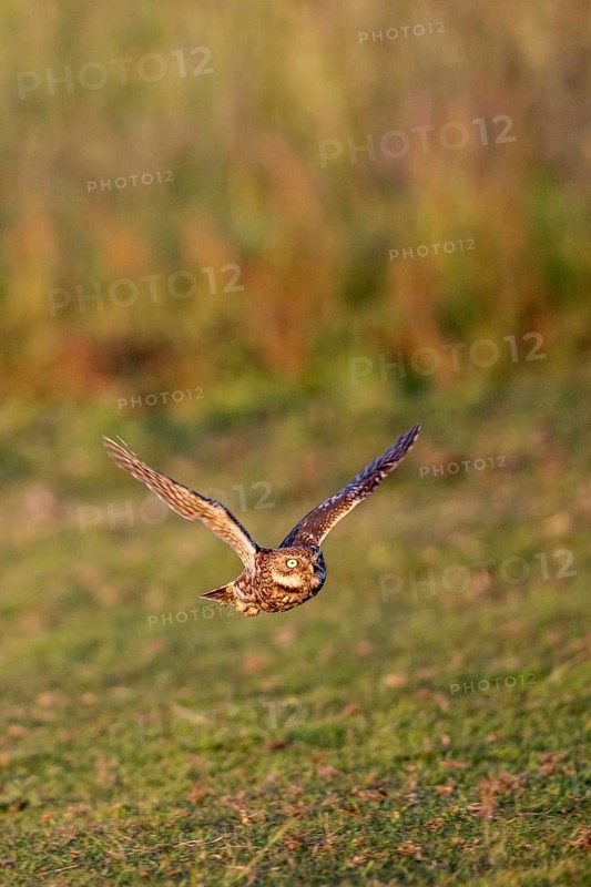 Little owl (Athene noctua), flying, Emsland, Lower Saxony, Germany, Europe