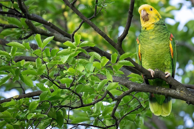 Yellow-headed Amazon (Amazona oratrix belizensis) on a branch, Rosensteinpark, Stuttgart, Baden-Württemberg, Germany, Europe