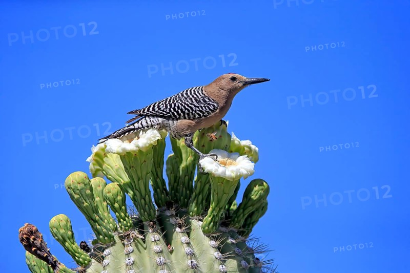 Gila woodpecker (Melanerpes uropygialis), adult, male, on Saguaro cactus flower, foraging, Sonoran Desert, Arizona, North America, USA, North America