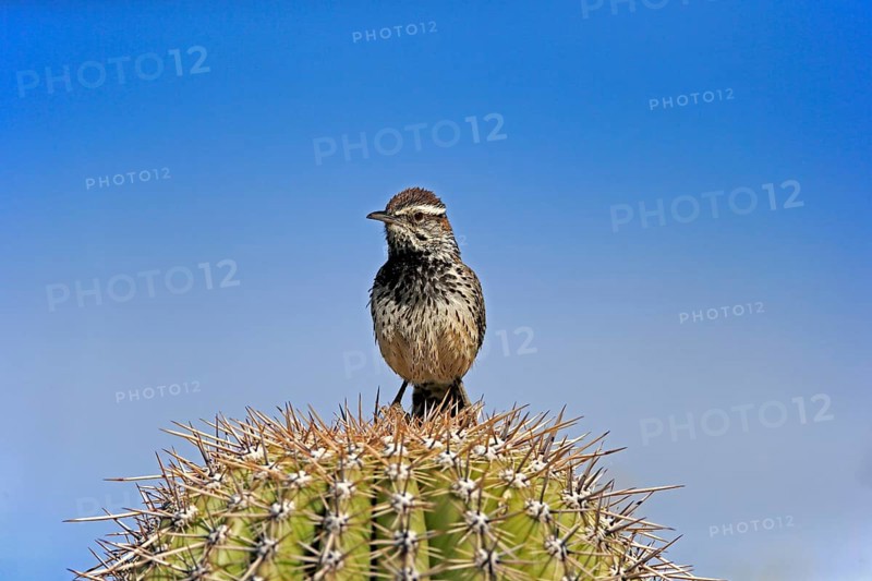 Cactus wren (Campylorhynchus brunneicapillus), adult, on saguaro cactus, Sonoran Desert, Arizona, North America, USA, North America