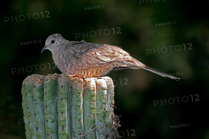 Inca dove (Columbina Inca), adult, on cactus, Sonora Desert, Arizona, North America, USA, North America
