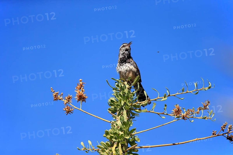 Cactus wren (Campylorhynchus brunneicapillus), adult, on wait, singing, Sonoran Desert, Arizona, North America, USA, North America