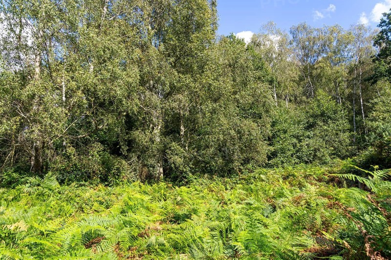 Silver birch trees Betula pendula and bracken growing in nature reserve, Bromeswell Green, Suffolk, England, UK, Suffolk Wildlife Trust