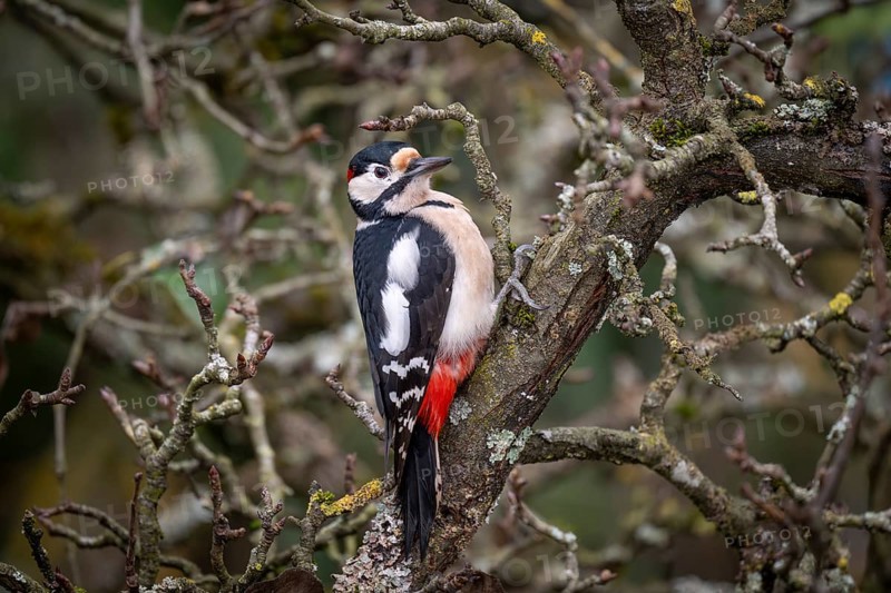 Attentive great spotted woodpecker (Dendrocopos major) on an old pear tree with moss-covered branches, Baden-Württemberg, Germany, Europe