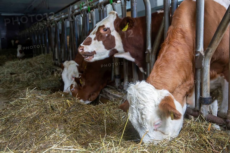 Dairy cows (Simmental Fleckvieh) in a dairy farmer's barn