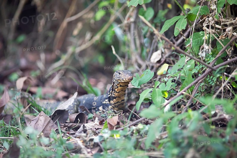 Banded monitor lizard (Varanus salvator), Tissamaharama, Southern Province, Sri Lanka, Asia