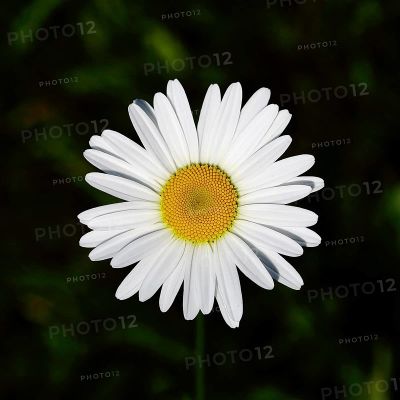 Low-nutrient meadow daisy Low-nutrient meadow daisy (Chrysanthemum leucanthemum), flower against a black background, Wilnsdorf, North Rhine-Westphalia, Germany, Europe