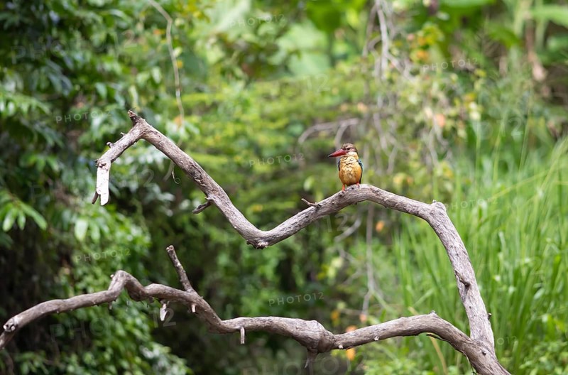 Cranesbill Kingfisher (Pelargopsis capensis) sitting on a branch, Buduruvagala, Uva Province, Sri Lanka, Asia