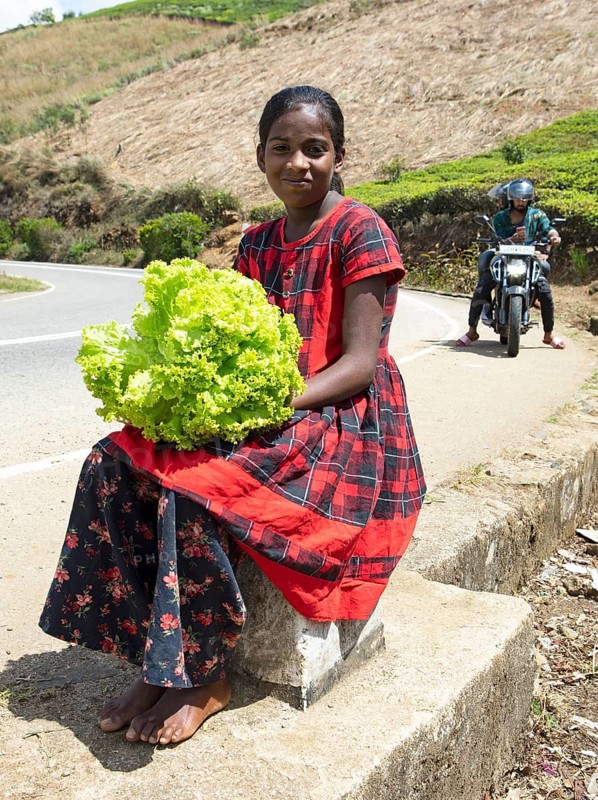 Sri Lankan girl selling lettuce on the street, Nuwara Eliya, Central Province, Sri Lanka, Asia