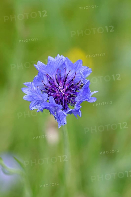 Cornflower (Centaurea cyanus), blue flower at the edge of a field, Wilnsdorf, North Rhine-Westphalia, Germany, Europe