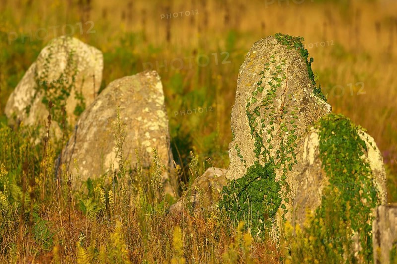 Neolithic menhirs, standing stones in Carnac overgrown with ivy (Hedera helix), Carnac, Quiberon, Morbihan, Brittany, France, Europe