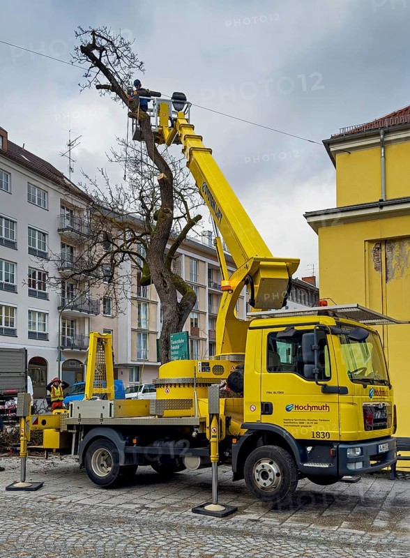 Tree work, Königinstrasse, Munich, Bavaria, Germany, Europe