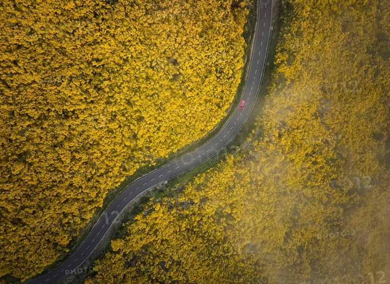 Aerial view of road with red car among yellow Cytisus blooming shrubs near Pico do Arieiro, Portugal, Europe