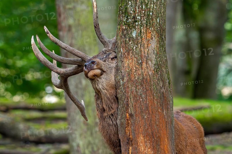Antler rubbing against tree trunk by red deer (Cervus elaphus) stag with big antlers during the rut in autumn, demarcating its territory in forest