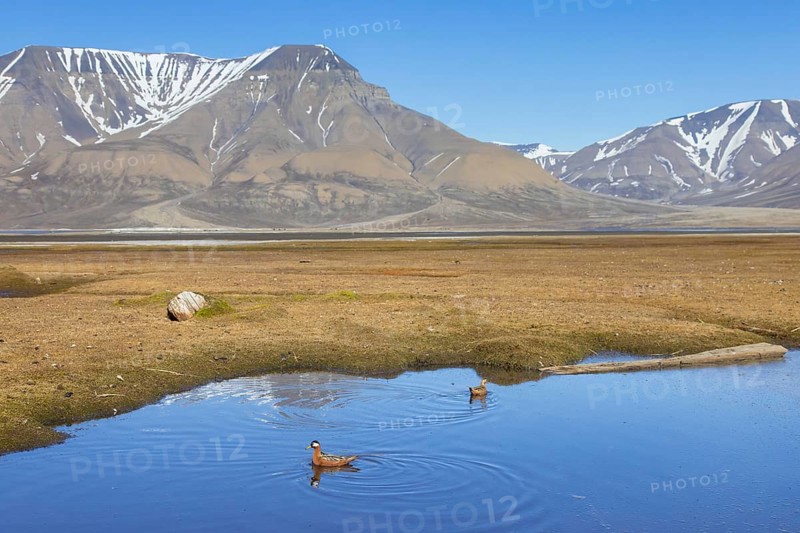 Red phalarope, grey phalarope (Phalaropus fulicarius) pair, female and male in breeding plumage in pond on the tundra in spring, Svalbard, Norway, Europe