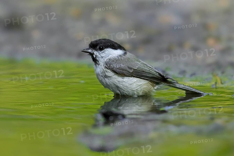 Marsh tit (Poecile palustris, Parus palustris) bathing in shallow water of pond, rivulet